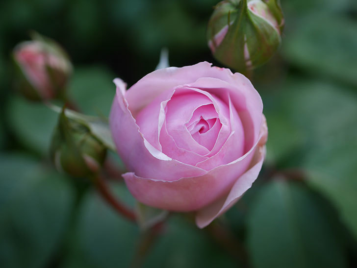 オリビア・ローズ・オースチン(Olivia Rose Austin)の花が少し咲いた。半ツルバラ。2021年-021.jpg