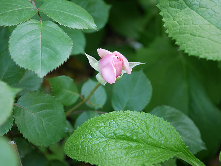 オリビア・ローズ・オースチン(Olivia Rose Austin)の花が少し咲いた。半ツルバラ。2021年-023.jpg