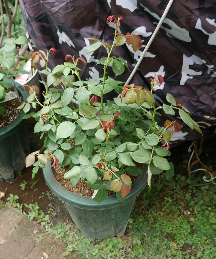 オリビア・ローズ・オースチン（半ツルバラ）の大苗を懸崖鉢10号に植えた。2019年-3.jpg
