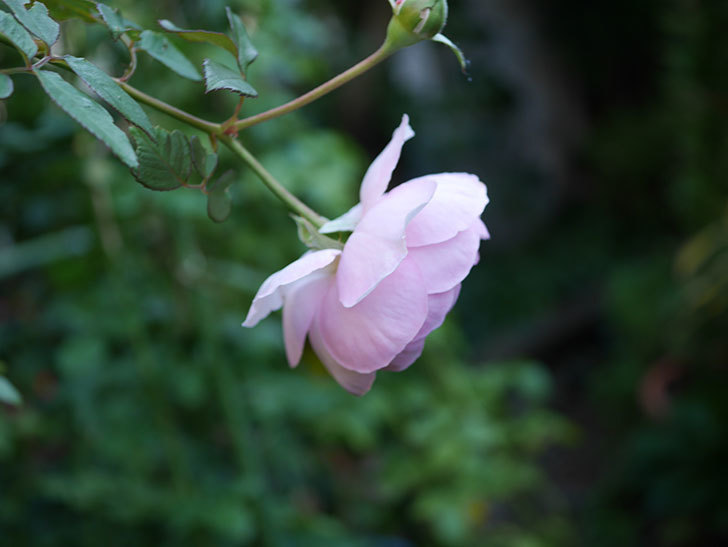 オリビア・ローズ・オースチン（半ツルバラ）の秋花が咲いた。2019年-2.jpg