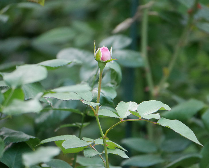 オリビア・ローズ・オースチン（半ツルバラ）の花が咲いた。2019年-10.jpg