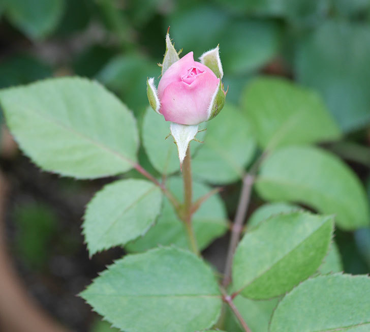 オリビア・ローズ・オースチン（半ツルバラ）の花が咲いた。2019年-5.jpg