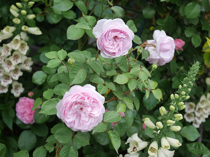 オリビア ローズ オースチン 半ツルバラ の花が増えてきた 年 バラ 02memo日記