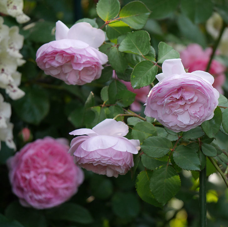 オリビア・ローズ・オースチン（半ツルバラ）の花が増えてきた。2020年-10.jpg