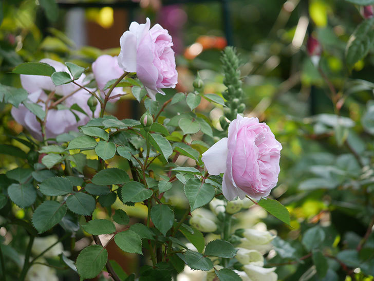 オリビア・ローズ・オースチン（半ツルバラ）の花が増えてきた。2020年-11.jpg