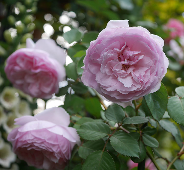 オリビア・ローズ・オースチン（半ツルバラ）の花が増えてきた。2020年-3.jpg