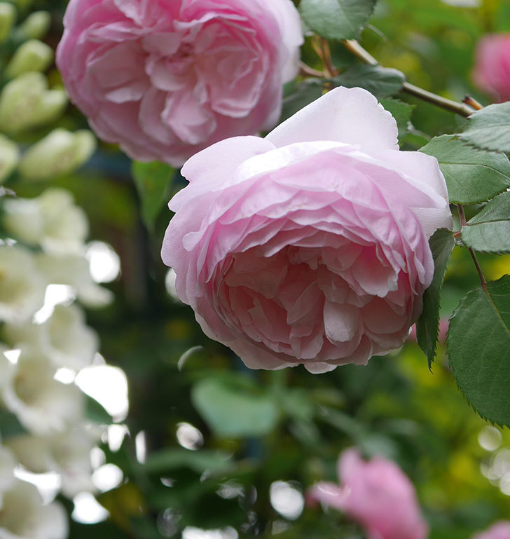 オリビア・ローズ・オースチン（半ツルバラ）の花が増えてきた。2020年-4.jpg