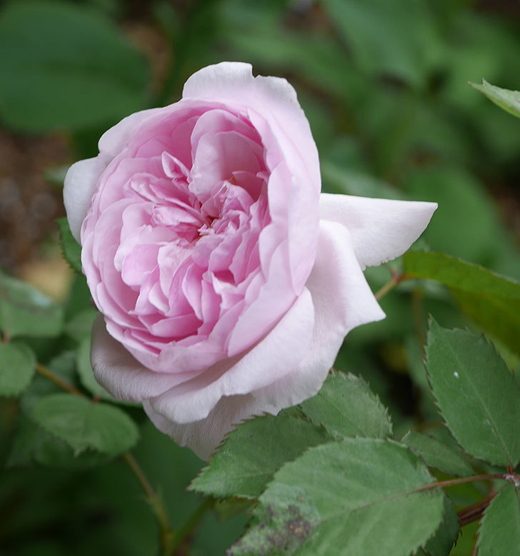 オリビア・ローズ・オースチン（半ツルバラ）の花が増えてきた。2020年-5.jpg