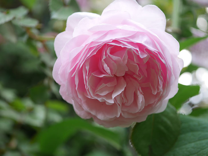 オリビア・ローズ・オースチン（半ツルバラ）の花が増えてきた。2020年-6.jpg
