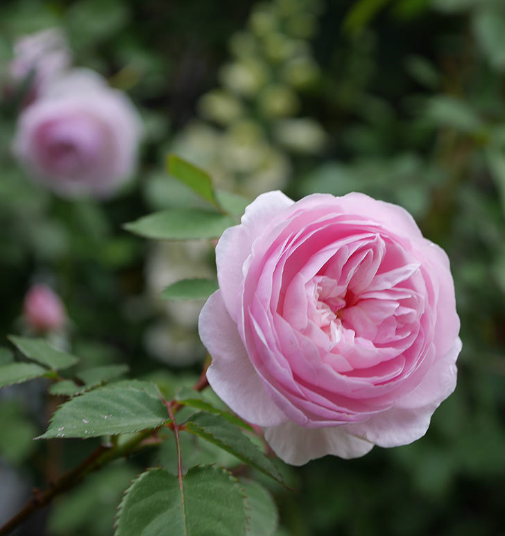 オリビア・ローズ・オースチン（半ツルバラ）の花が増えてきた。2020年-7.jpg