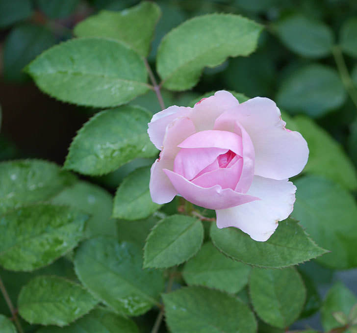 オリビア ローズ オースチン 半ツルバラ の花が少し咲いた 19年 バラ 02memo日記