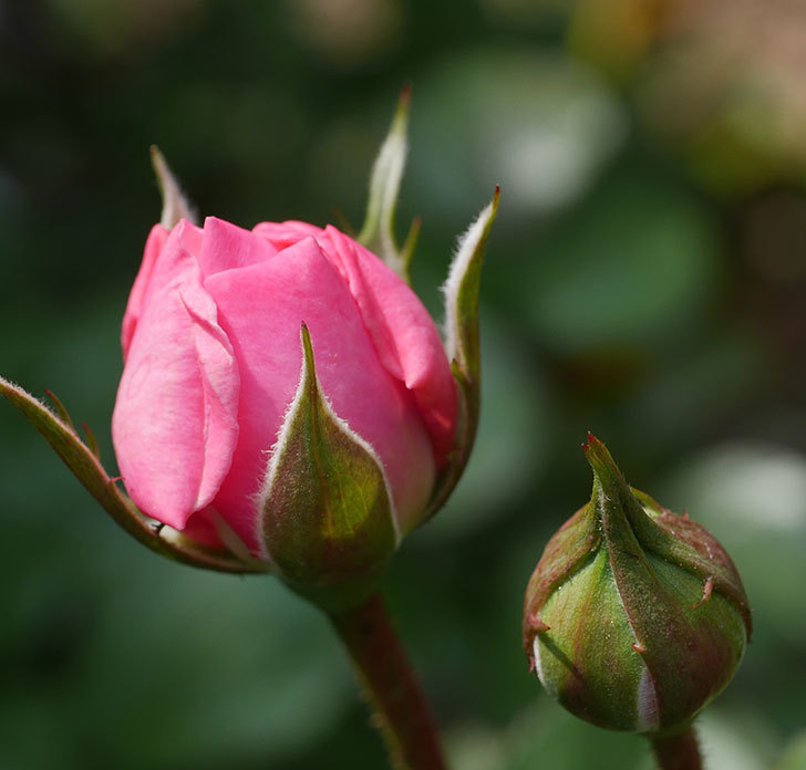 オリビア・ローズ・オースチン（半ツルバラ）の花が少し咲いた。2020年-3.jpg
