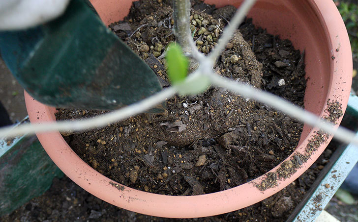 オリーブ-アルベキナを鉢に植えた5.jpg