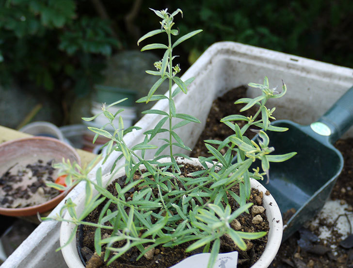 オーストラリアンローズマリー-モーニングライトを鉢に植えた1.jpg