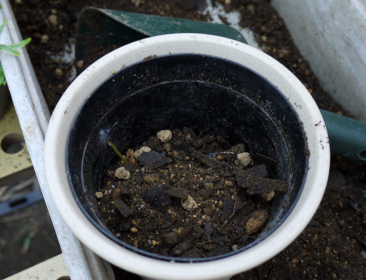 オーストラリアンローズマリー-モーニングライトを鉢に植えた2.jpg