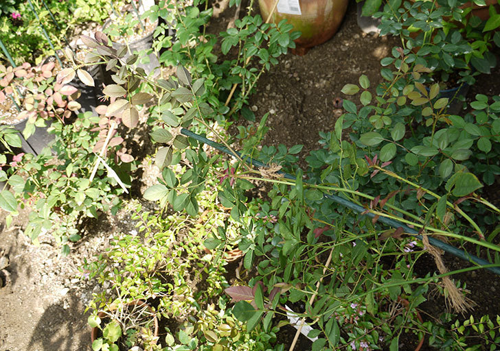 カクテル(ツルバラ)の新苗を8号のEUロングスリット鉢に鉢増しした。2016年-3.jpg