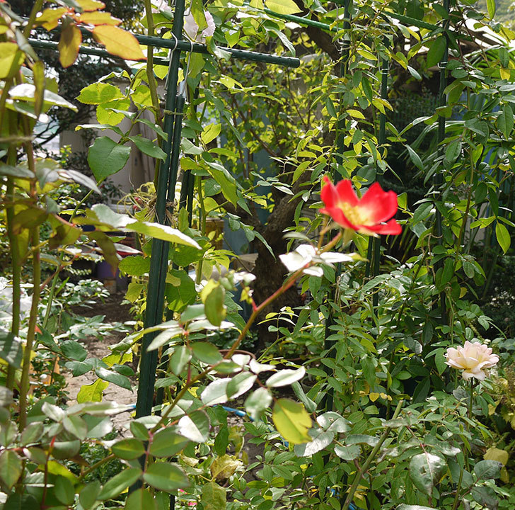 カクテル(ツルバラ)の秋花がまた咲いた。2016年-2.jpg
