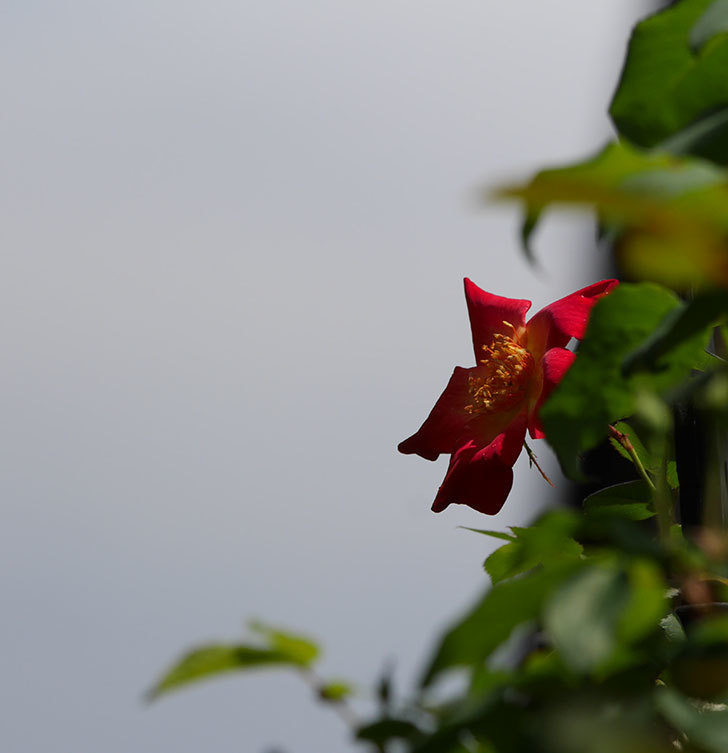 カクテル(ツルバラ)の花が咲きだした。2019年-6.jpg