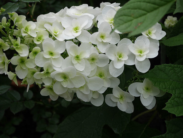 カシワバアジサイの花が増えてきた。2020年-004.jpg
