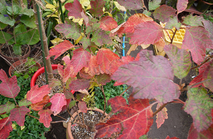 カシワバアジサイ（八重）の葉が紅葉して赤くなった。2015年-2.jpg