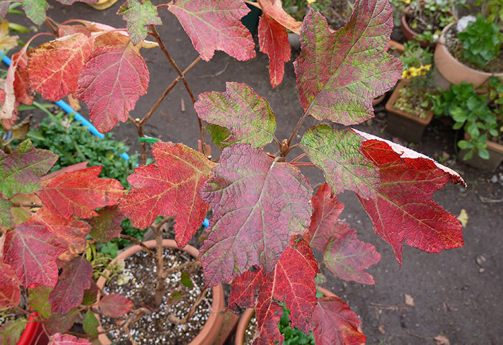 カシワバアジサイ（八重）の葉が紅葉して赤くなった。2015年-4.jpg