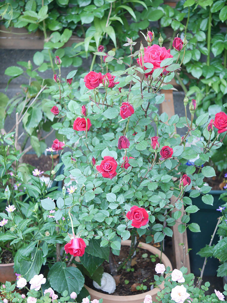 カリエンテ(Caliente)の花がたくさん咲いた。ミニバラ。2022年-001.jpg
