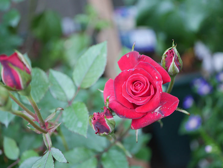 カリエンテ(Caliente)の花がたくさん咲いた。ミニバラ。2022年-003.jpg
