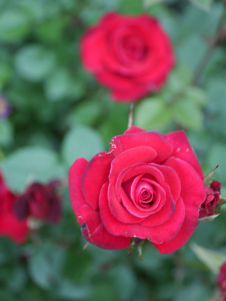 カリエンテ(Caliente)の花がたくさん咲いた。ミニバラ。2022年-016.jpg