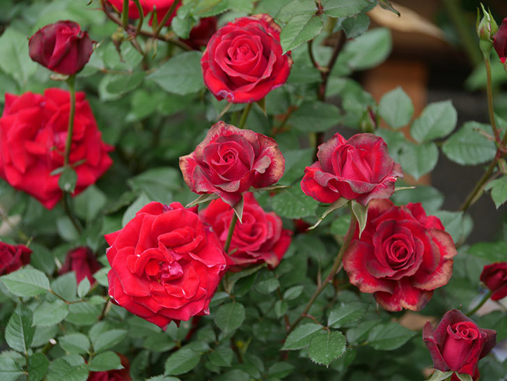 カリエンテ(Caliente)の花がたくさん咲いた。ミニバラ。2022年-028.jpg