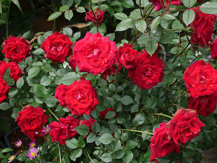カリエンテ(Caliente)の花がたくさん咲いた。ミニバラ。2022年-049.jpg