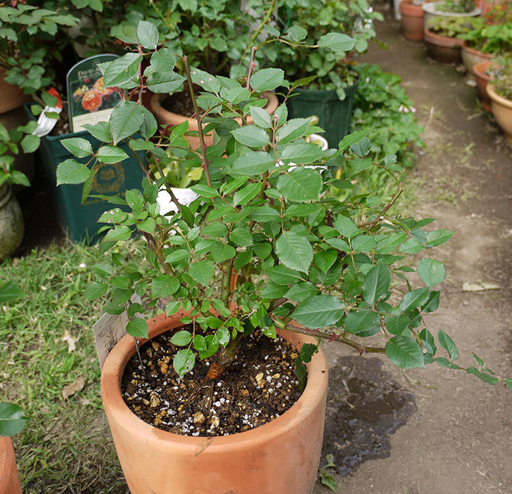 カリエンテ(ミニバラ)の開花株を鉢に植えた。2016年-1.jpg
