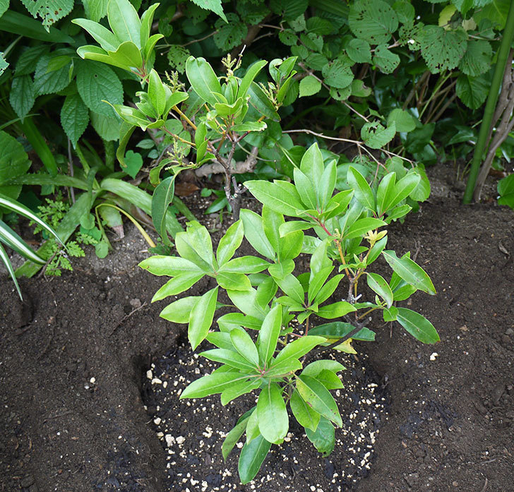 カルミアの鉢植えを地植えした。2016年-1.jpg