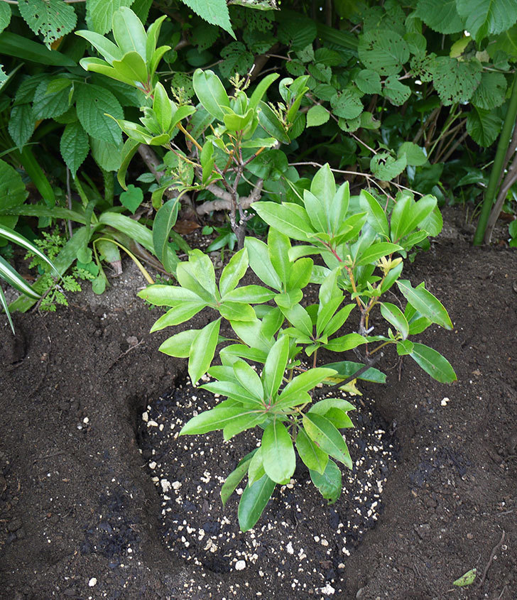 カルミアの鉢植えを地植えした。2016年-6.jpg