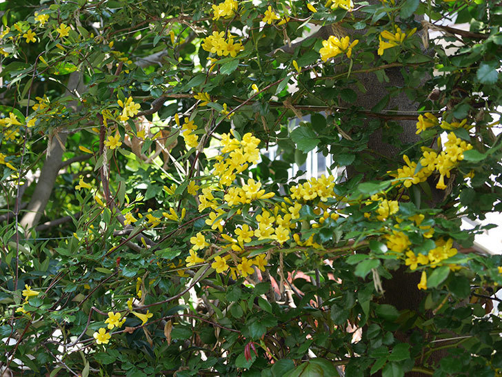 カロライナジャスミンの花がかなり増えて来た。2020年-10.jpg