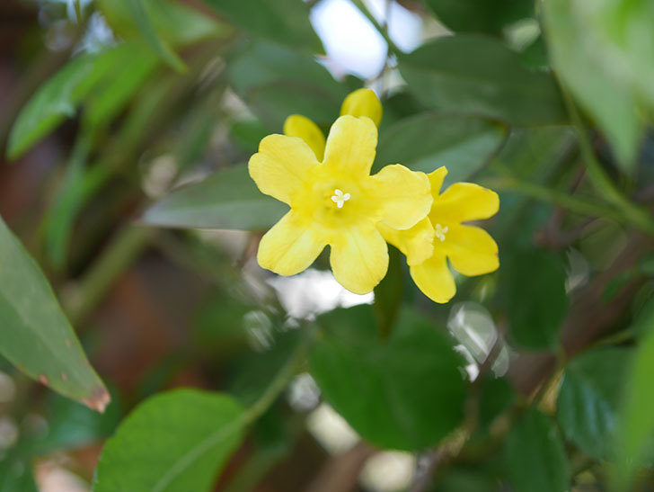 カロライナジャスミンの花が咲いた。2022年-003.jpg