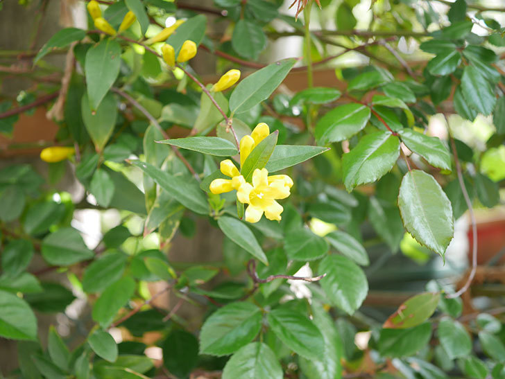 カロライナジャスミンの花が咲いた。2022年-013.jpg