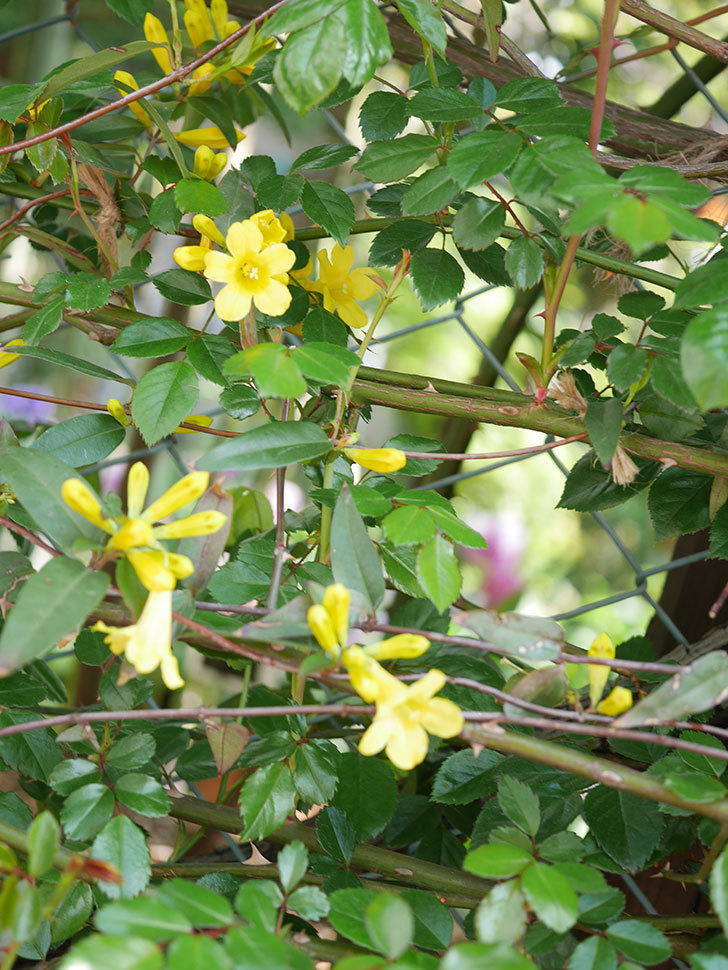 カロライナジャスミンの花が咲いた。2022年-015.jpg