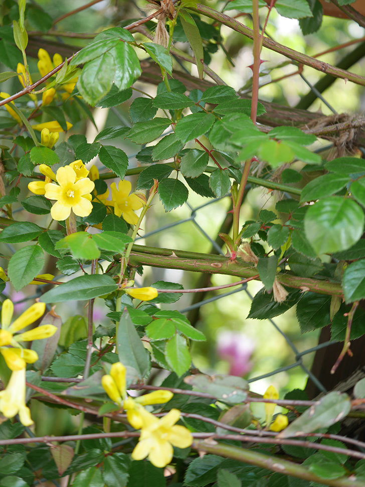カロライナジャスミンの花が咲いた。2022年-017.jpg