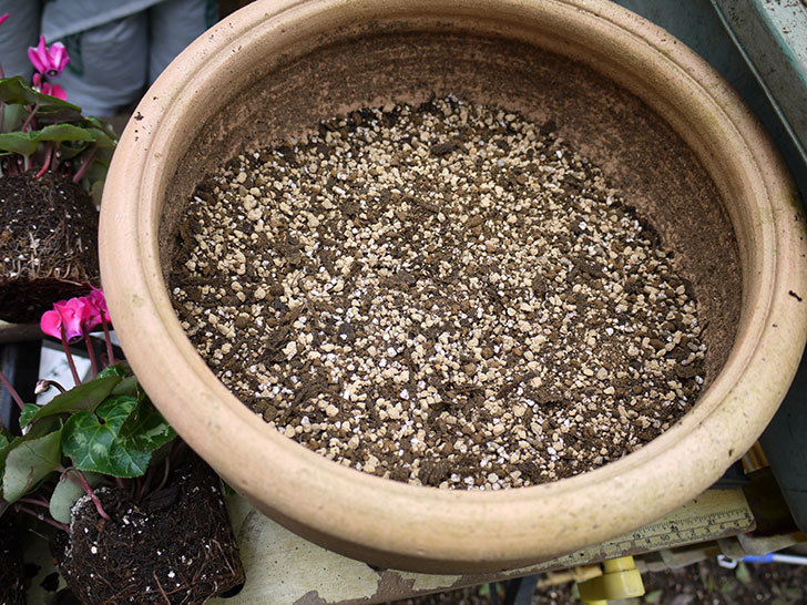 ガーデンシクラメンを鉢に植えた。2016年-4.jpg