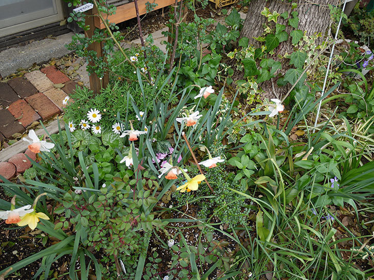 ガーデンジャイアント(スイセン)のが咲いた。2017年-11.jpg
