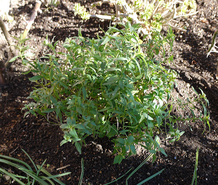 キンギョソウ-モンテゴの鉢植えを地植えにした。2017年-1.jpg