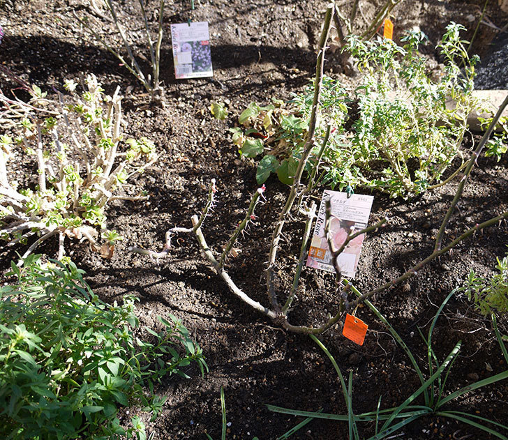 キンギョソウ-モンテゴの鉢植えを地植えにした。2017年-3.jpg