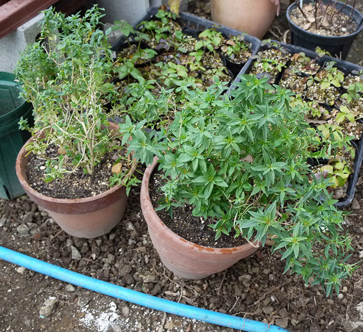 キンギョソウ-モンテゴの鉢植えを地植えにした。2017年-4.jpg