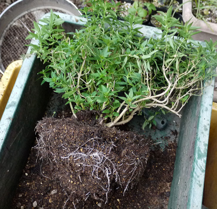 キンギョソウ-モンテゴの鉢植えを地植えにした。2017年-5.jpg