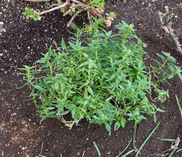キンギョソウ-モンテゴの鉢植えを地植えにした。2017年-7.jpg