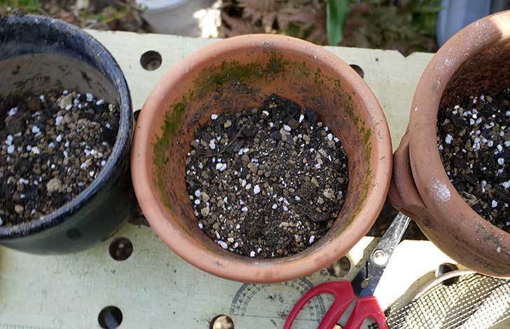 キンギョソウ-モンテゴを鉢に植えた。2016年-3.jpg