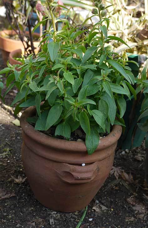 キンギョソウ-モンテゴを鉢に植えた。2016年-6.jpg