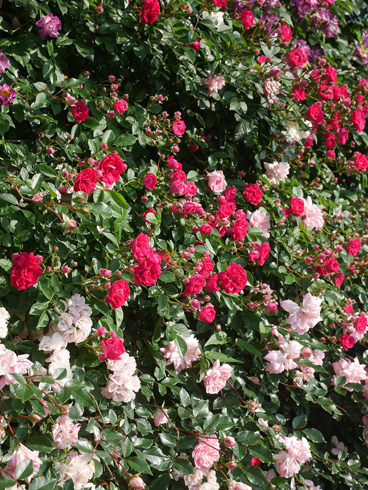 キングローズ(King Rose)の春花。ツルバラ。2022年-003.jpg