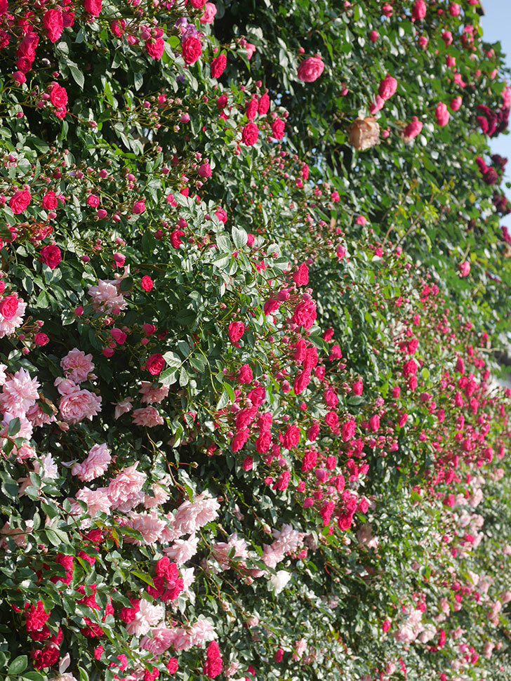 キングローズ(King Rose)の春花。ツルバラ。2022年-004.jpg