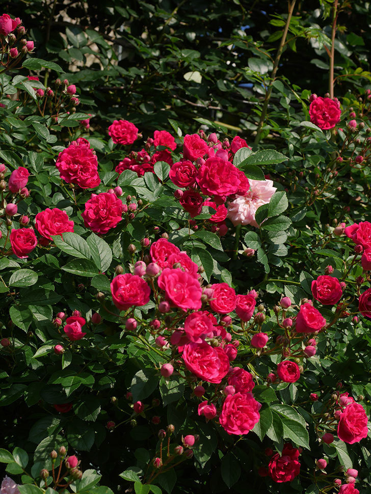 キングローズ(King Rose)の春花。ツルバラ。2022年-007.jpg